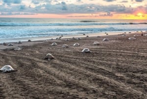 Costa Rica : Des centaines de milliers de tortues de mer olivâtres