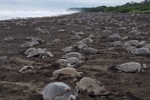 Costa Rica: Hundreds of thousands Olive Ridley Sea Turtles
