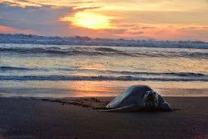 Costa Rica: Hundreds of thousands Olive Ridley Sea Turtles