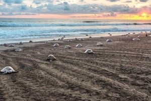 Costa Rica: Hundreds of thousands Olive Ridley Sea Turtles