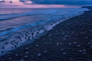Costa Rica: Hundreds of thousands Olive Ridley Sea Turtles