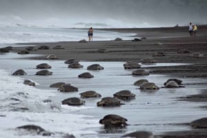 Costa Rica: Hundreds of thousands Olive Ridley Sea Turtles
