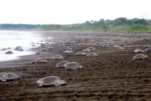 Costa Rica: Hundreds of thousands Olive Ridley Sea Turtles