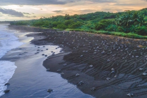 Costa Rica: Hundreds of thousands Olive Ridley Sea Turtles