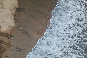 Costa Rica: Hundreds of thousands Olive Ridley Sea Turtles