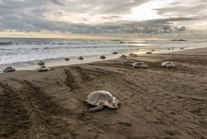 Costa Rica: Hundreds of thousands Olive Ridley Sea Turtles