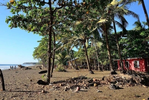 Costa Rica: Hundreds of thousands Olive Ridley Sea Turtles