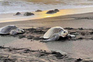 Costa Rica: Hundreds of thousands Olive Ridley Sea Turtles