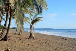 Costa Rica: Hundreds of thousands Olive Ridley Sea Turtles