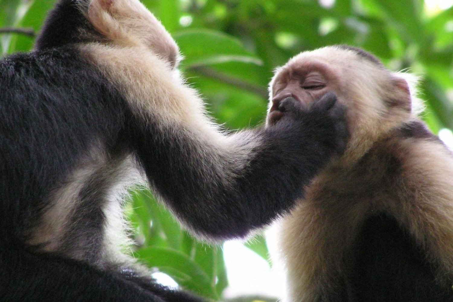 Tour delle scimmie mangrovie in Costa Rica