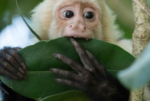 Quepos Costa Rica: Mangrove Monkey Tour