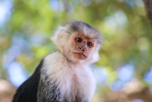 Quepos Costa Rica: Mangrove Monkey Tour