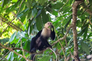 Quepos Costa Rica: Mangrove Monkey Tour