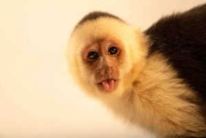 Quepos Costa Rica: Mangrove Monkey Tour