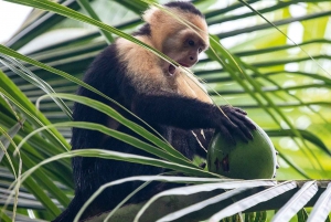 Quepos Costa Rica: Mangrove Monkey Tour