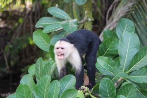 Quepos Costa Rica: Mangrove Monkey Tour