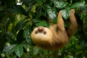 Quepos Costa Rica: Mangrove Monkey Tour