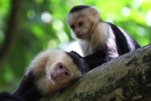 Quepos Costa Rica: Mangrove Monkey Tour