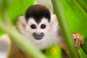 Quepos Costa Rica: Mangrove Monkey Tour
