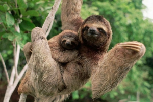 Quepos Costa Rica: Mangrove Monkey Tour