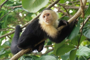 Quepos Costa Rica: Mangrove Monkey Tour