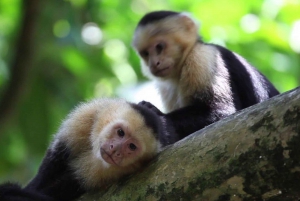 Costa Rica Mangrove Monkey Tour