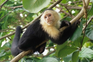Costa Rica Mangrove Monkey Tour