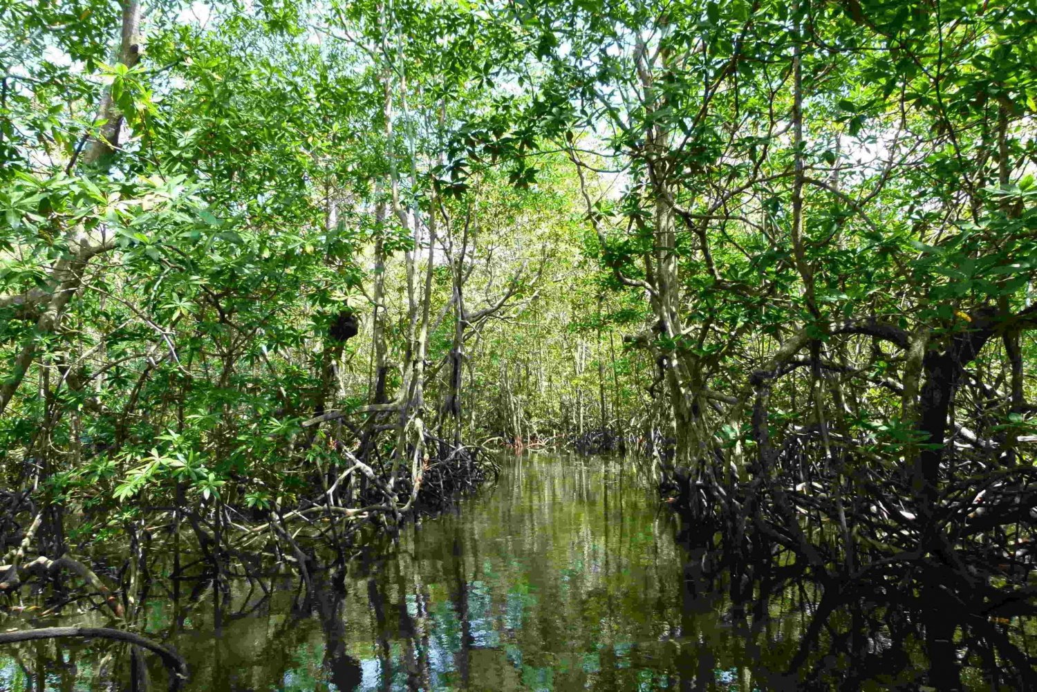 Circuit dans les mangroves du Costa Rica : Zones humides nationales de Terraba - Uvita