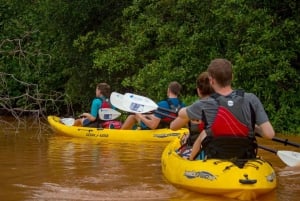 Costa Rican mangrovekierros: Terraba National Wetlands - Uvita