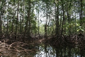 Costa Rican mangrovekierros: Terraba National Wetlands - Uvita