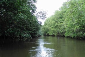 Costa Rican mangrovekierros: Terraba National Wetlands - Uvita