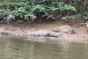 Costa Rican mangrovekierros: Terraba National Wetlands - Uvita