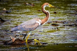 Costa Rican mangrovekierros: Terraba National Wetlands - Uvita