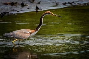 Costa Rican mangrovekierros: Terraba National Wetlands - Uvita
