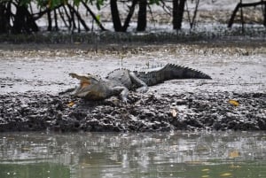 Costa Rican mangrovekierros: Terraba National Wetlands - Uvita