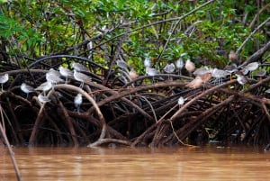 Costa Rican mangrovekierros: Terraba National Wetlands - Uvita