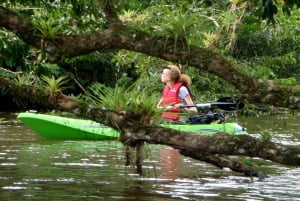 Costa Rican mangrovekierros: Terraba National Wetlands - Uvita