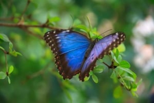 Costa Rican mangrovekierros: Terraba National Wetlands - Uvita