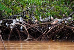 Costa Rica Mangrove Tour: Terraba National Wetlands - Uvita