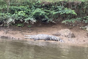 Tour delle mangrovie in Costa Rica: Zone umide nazionali di Terraba - Uvita