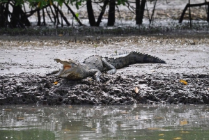 Tour delle mangrovie in Costa Rica: Zone umide nazionali di Terraba - Uvita
