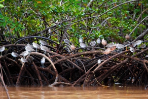 Tour delle mangrovie in Costa Rica: Zone umide nazionali di Terraba - Uvita