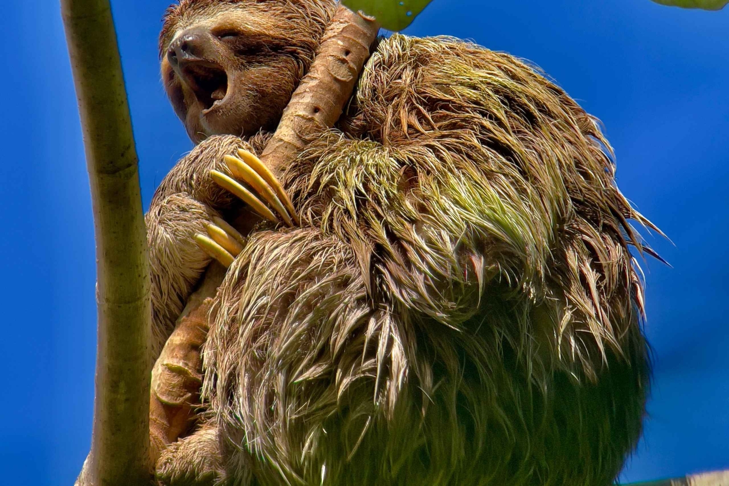 コスタリカマヌエル・アントニオ国立公園ガイドツアー