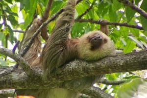 コスタリカマヌエル・アントニオ国立公園ガイドツアー