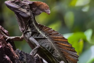 コスタリカマヌエル・アントニオ国立公園ガイドツアー