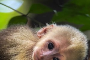 コスタリカマヌエル・アントニオ国立公園ガイドツアー