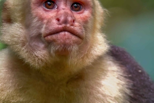 Costa Rica: Manuel Antonio National Park Grupp guidad tur