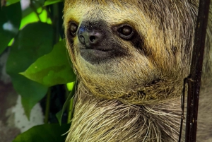 Costa Rica: Manuel Antonio National Park Grupp guidad tur