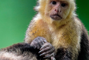 Costa Rica: Manuel Antonio National Park Grupp guidad tur