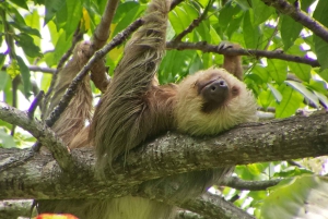 Costa Rica: Manuel Antonio National Park Grupp guidad tur